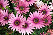 OSTEOSPURMUM STARDUST CHERRY