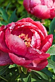 PAEONIA SUFFRUTICOSA TAIYO