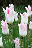 TULIPA HOLLAND CHIC