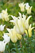 TULIPA SAPPORO