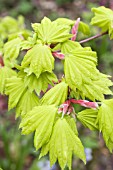 ACER JAPONICUM AUREUM