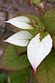 ACTINIDIA KOLOMIKTA