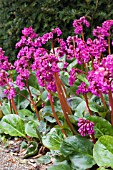 BERGENIA PURPURESCENS