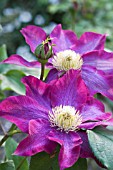 CLEMATIS PINK CHAMPAGNE (KAKIO)