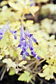 CORYDALIS SHIMIENENSIS BERRY EXCITING