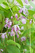 EPIMEDIUM SASAKI