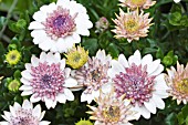 OSTEOSPURMUM FLOWER POWER DOUBLE