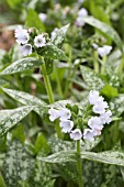 PULMONARIA OPAL