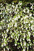 RIBES SANGUINEUM WHITE ICICLE