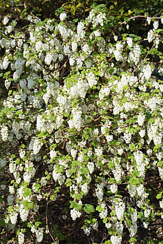 RIBES_SANGUINEUM_WHITE_ICICLE