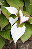 ACTINIDIA KOLOMIKTA