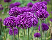 ALLIUM HOLLANDICUM PURPLE SENSATION