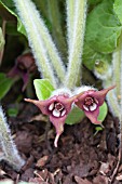 ASARUM CAUDATUM