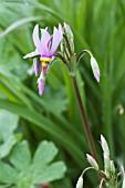 DODECATHEON PULCHELLUM