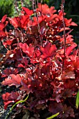 HEUCHERA AMBER WAVES