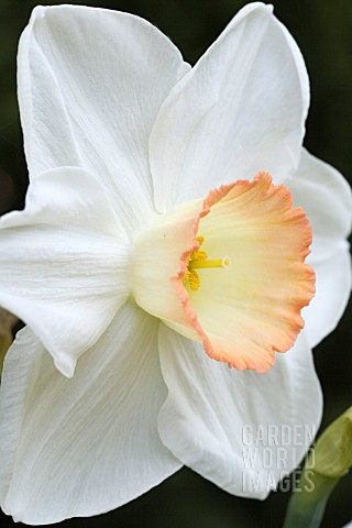 NARCISSUS_HIGH_SOCIETY