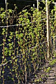 RUBUS IDAEUS VALENTINA