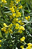 THERMOPSIS RHOMBIFOLIA VAR MONTANA