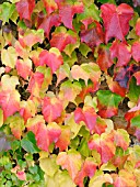 PARTHENOCISSUS TRICUSPIDATA (BOSTON IVY)