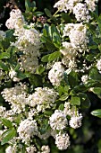 CEANOTHUS THYRSIFLORUS MILLERTON POINT