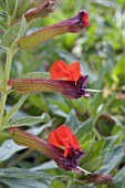 CUPHEA PURPUREA FIREFLY