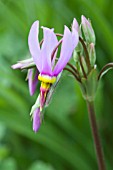 DODECATHEON PULCHELLUM