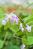 EPIMEDIUM SASAKI