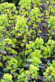 EUPHORBIA CHARACIAS BLACK PEARL