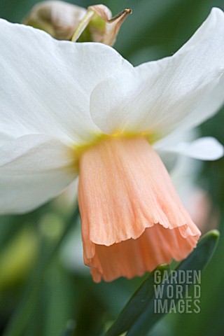 NARCISSUS_CYCLAMINEUS_REGGAE