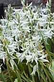 ORNITHOGALUM NUTANS