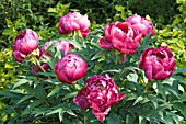 PAEONIA SUFFRUTICOSA TAIYO