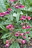 PULMONARIA RASPBERRY SPLASH