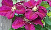 CLEMATIS NIOBE