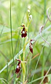 OPHRYS INSECTIFERA