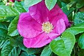 ROSA RUGOSA SCABRA