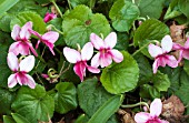 VIOLA ODORATA ROSEA GROUP