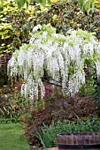 WISTERIA FLORIBUNDA ALBA