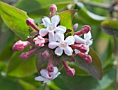 ABELIA MOSANENSIS