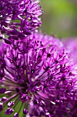 ALLIUM PURPLE SENSATION