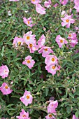 CISTUS SILVER PINK