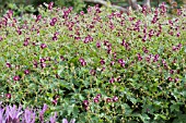 GERANIUM PHAEUM LILY LOVELL