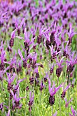 LAVANDULA STOECHAS ALLARDII