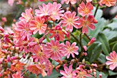 LEWISIA TWEEDYI