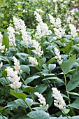 MAIANTHEMUM RACEMOSA (SMILACINA)