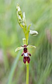OPHRYS INSECTIFERA