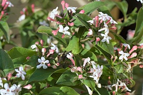 ABELIA_MOSANENSIS