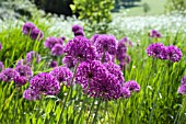 ALLIUM PURPLE SENSATION