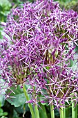 ALLIUM CRISTOPHII