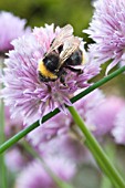 BOMBUS TERRESTRIS