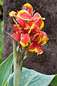 CANNA INDICA